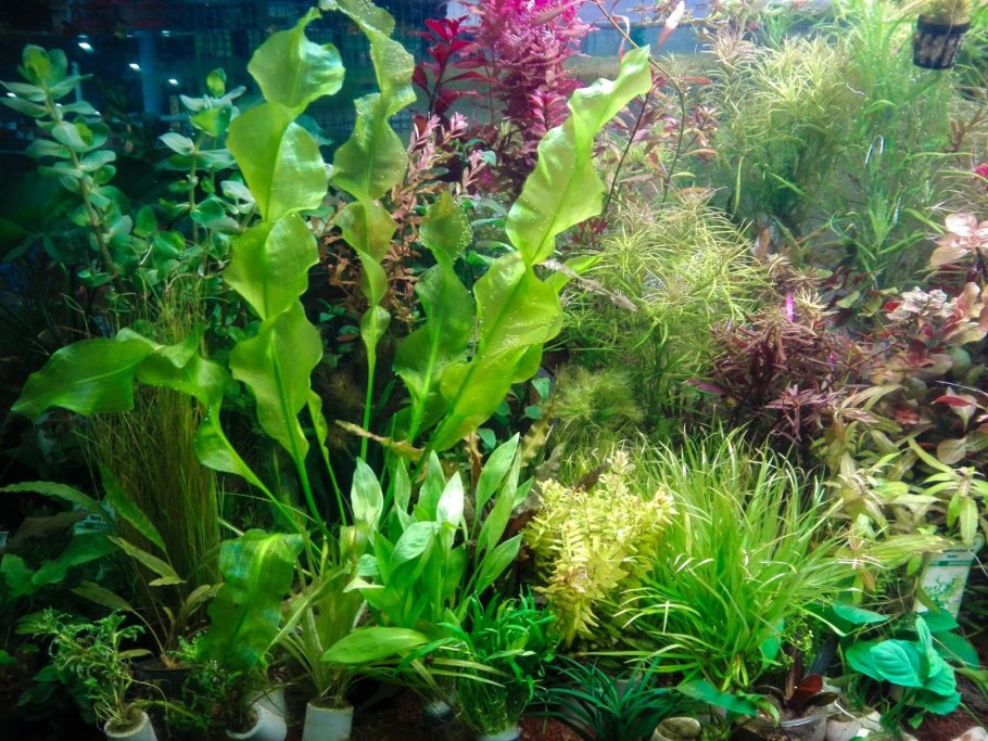 Эхинодорус парва