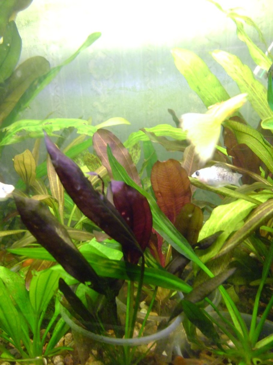 Апоногетон Боивина