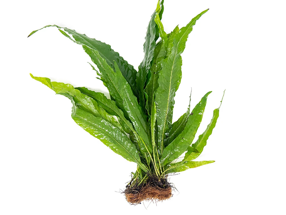 Гигрофила болотник