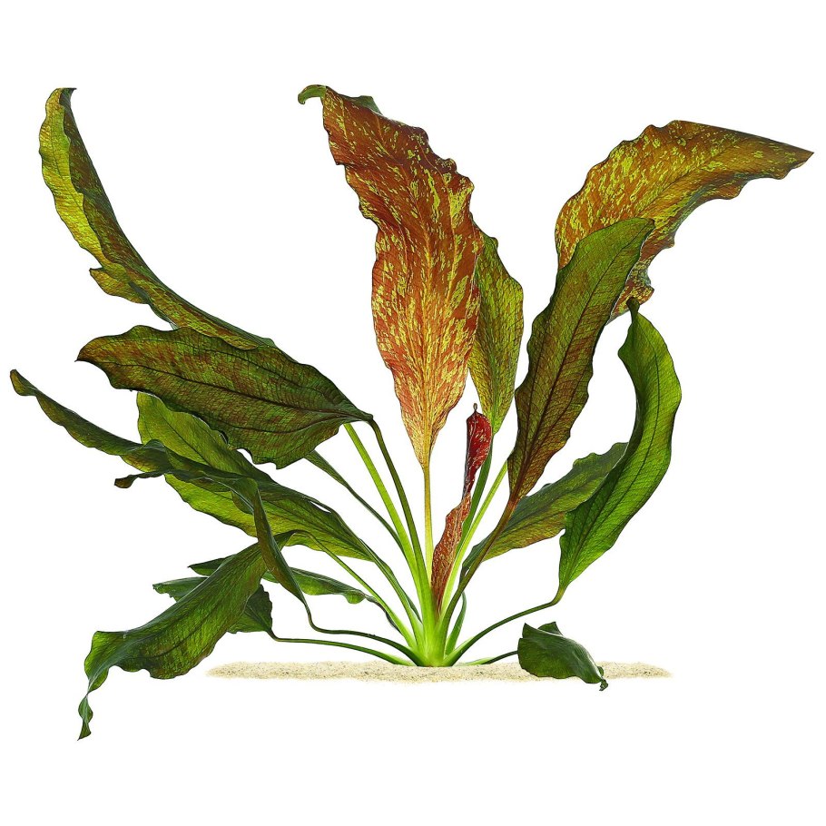 Апоногетон мадагаскарский Увирандра