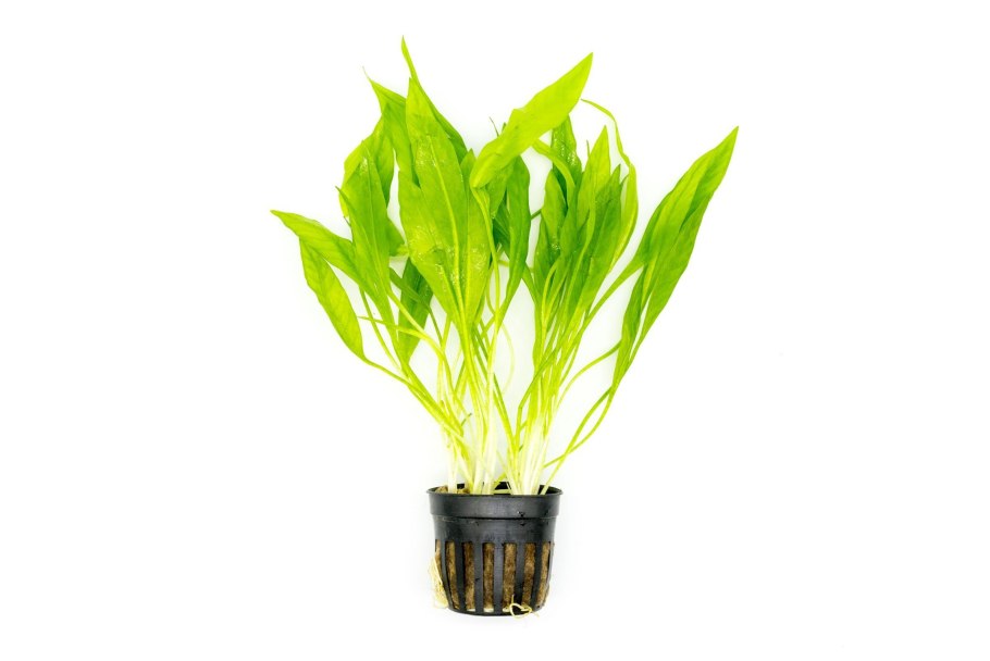 Апоногетон ульвацеус