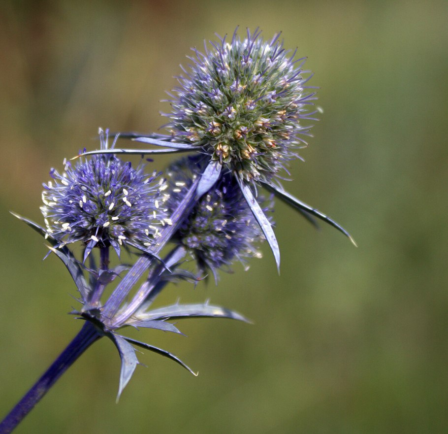 Синеголовник Eryngium Planum