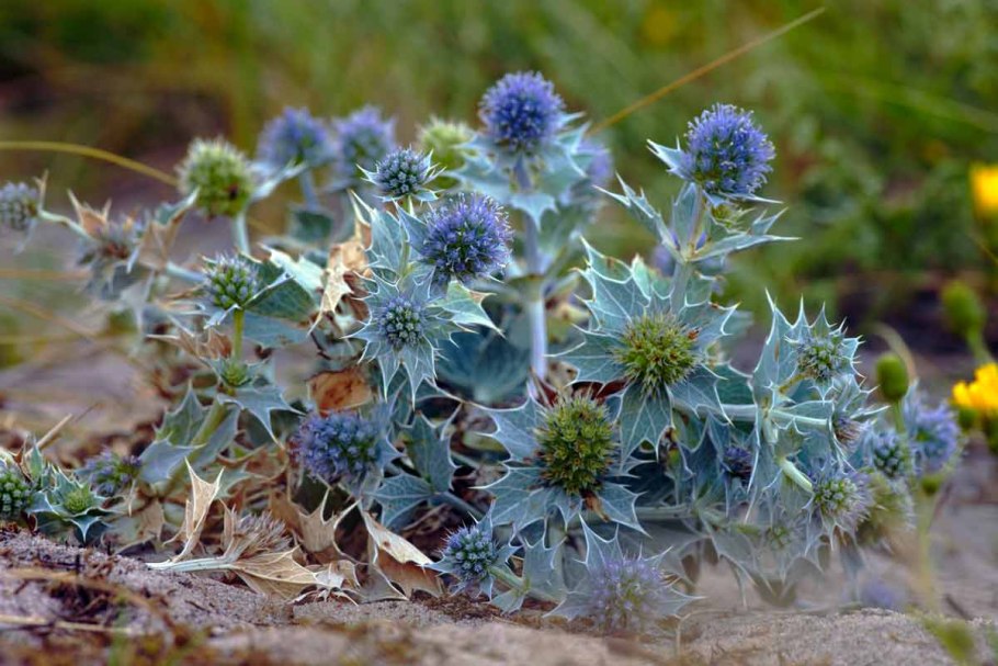 Синеголовник плосколистный Eryngium Planum