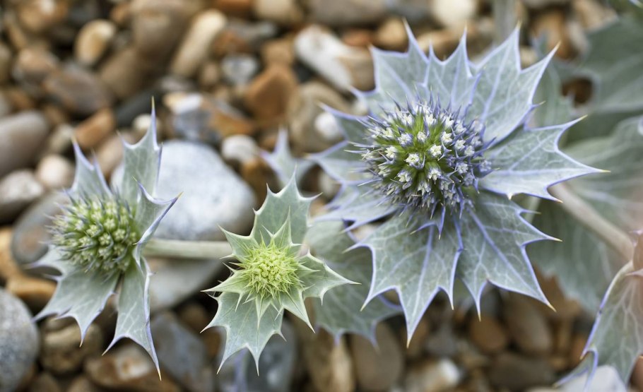 Синеголовник плосколистный Eryngium Planum