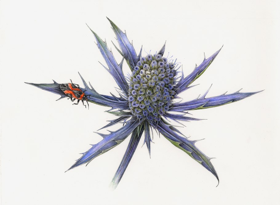 Синеголовник Альпийский (Eryngium alpinum)