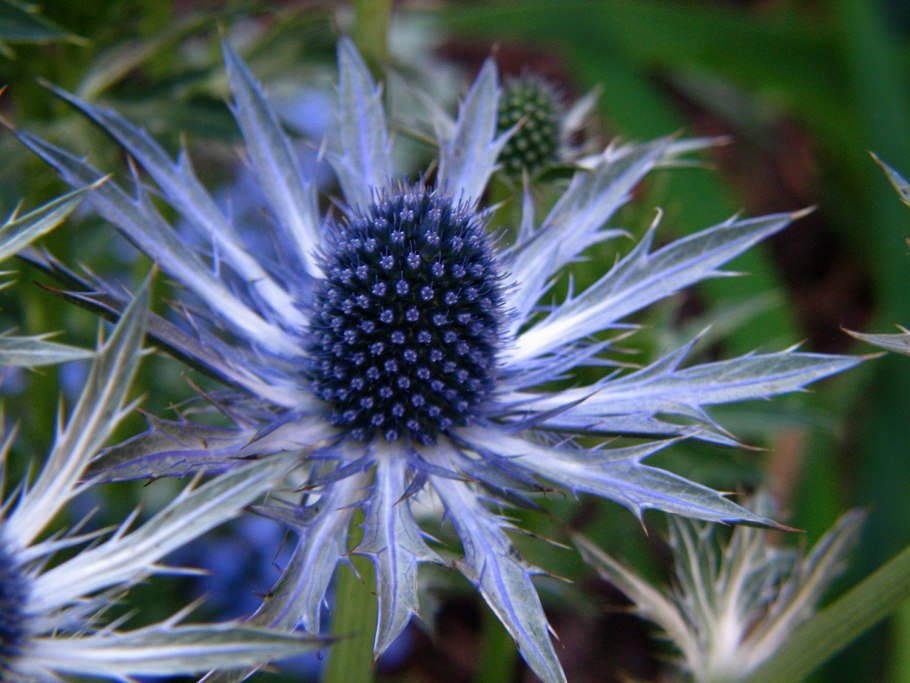 Синеголовник Альпийский Eryngium