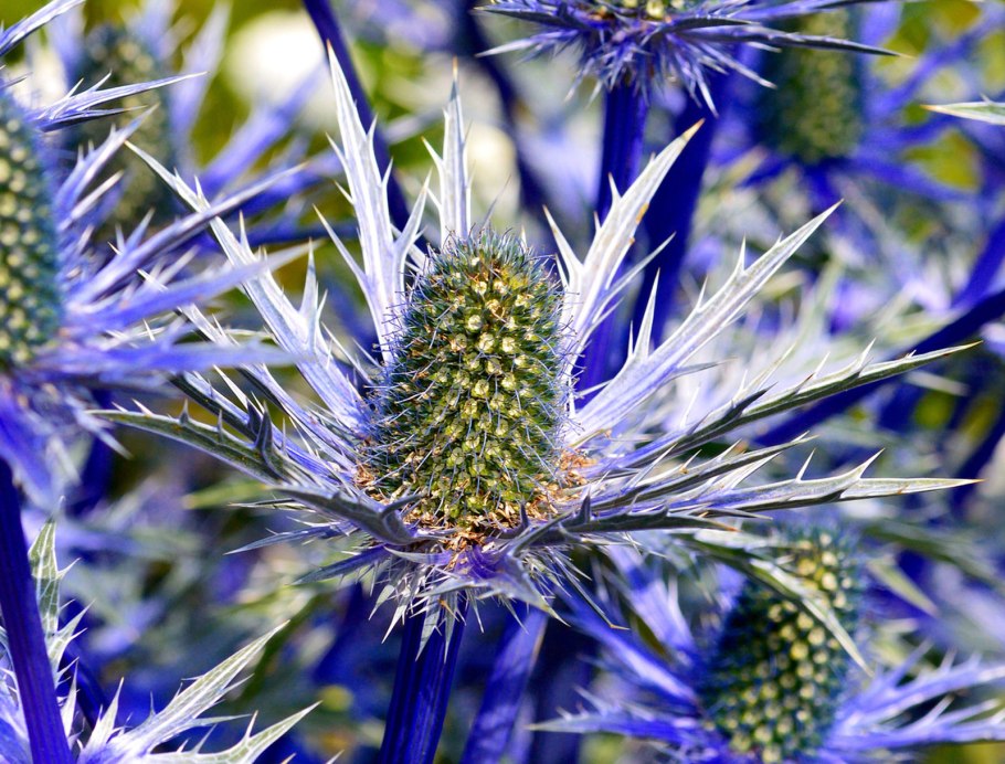 Синеголовник Eryngium alpinum