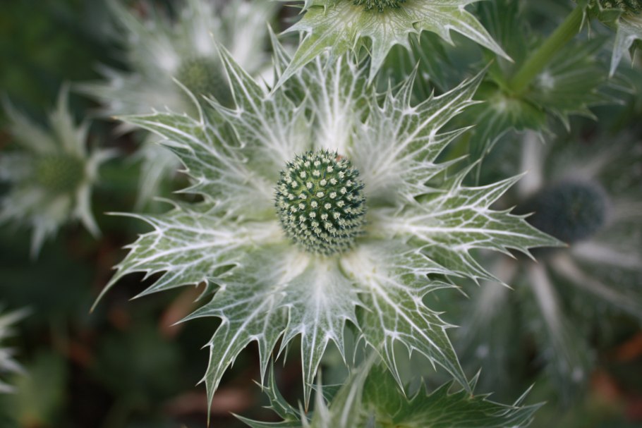 Синеголовник Бурже