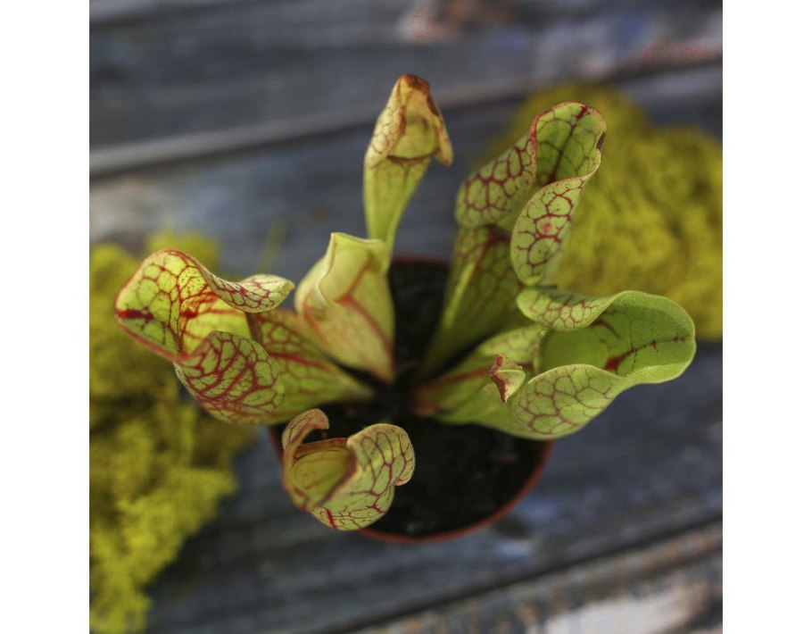 Sarracenia carnivorous Plants