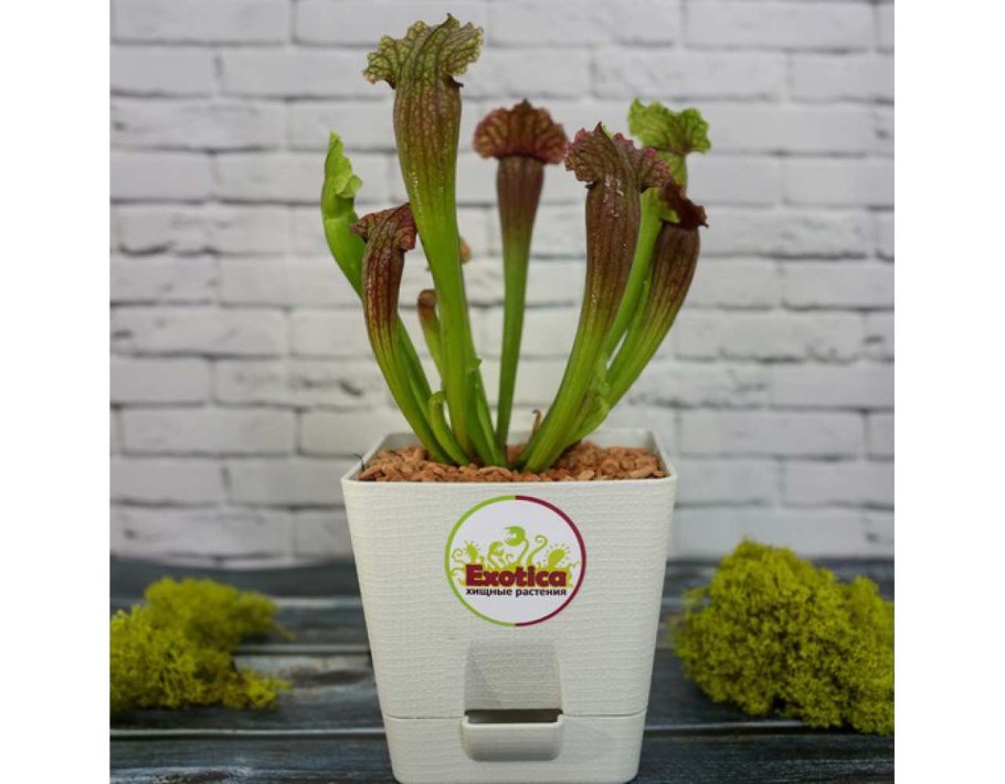 Саррацения (Sarracenia)