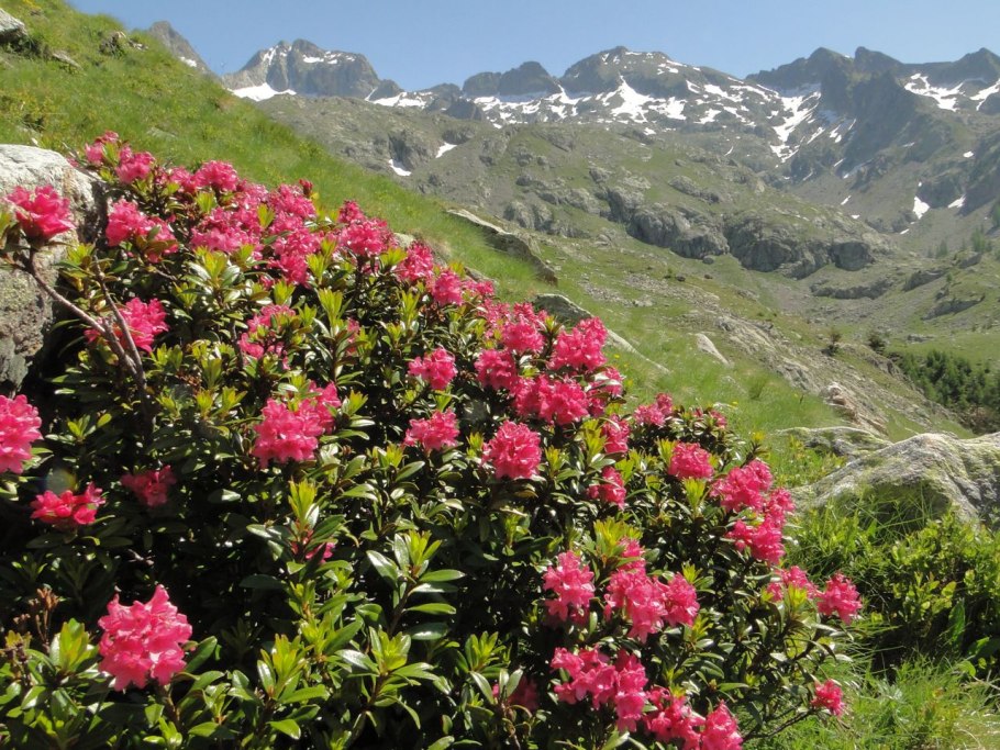 Рододендрон Архыз Поляна