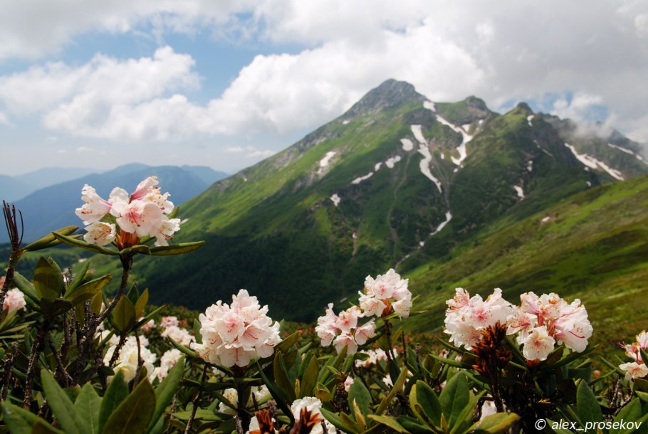 Рододендрон кавказский Чегет