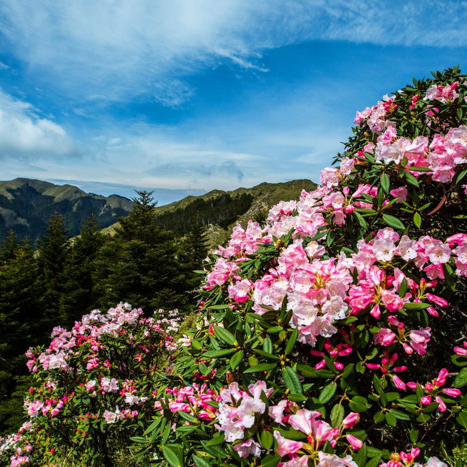 Рододендрон Тибет