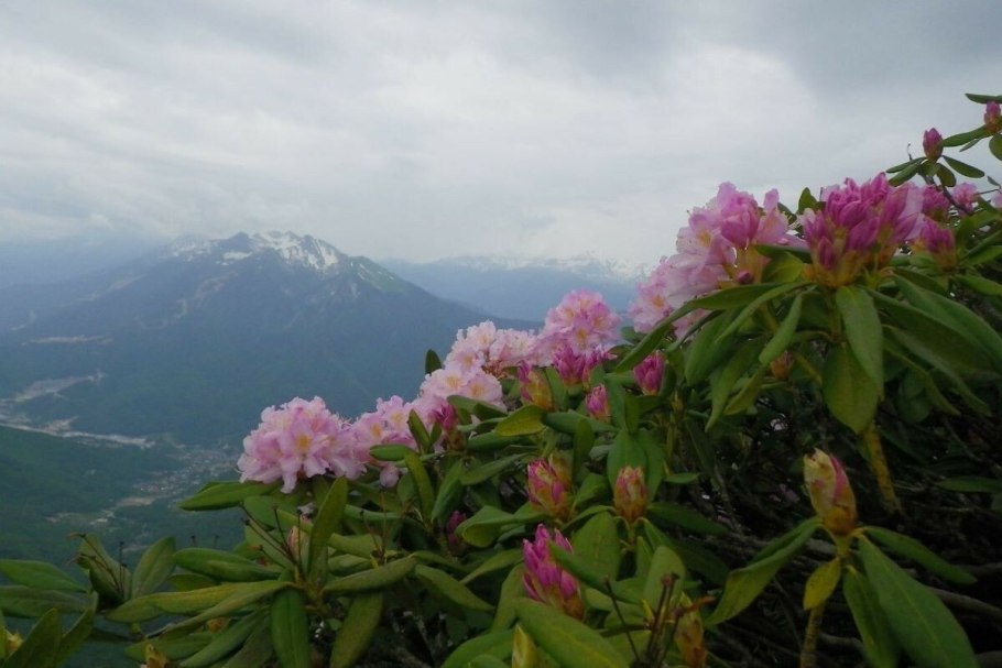 Рододендрон горный