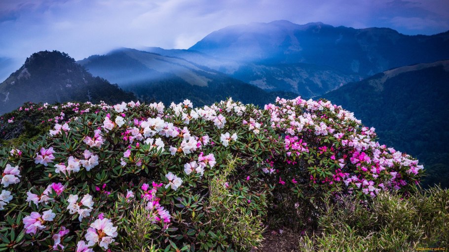 Рододендрон кавказский красная Поляна