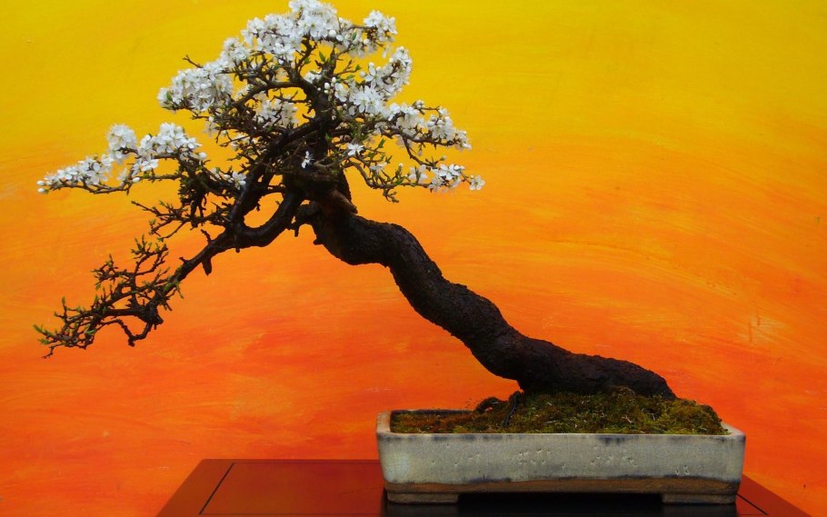 Enkianthus бонсай