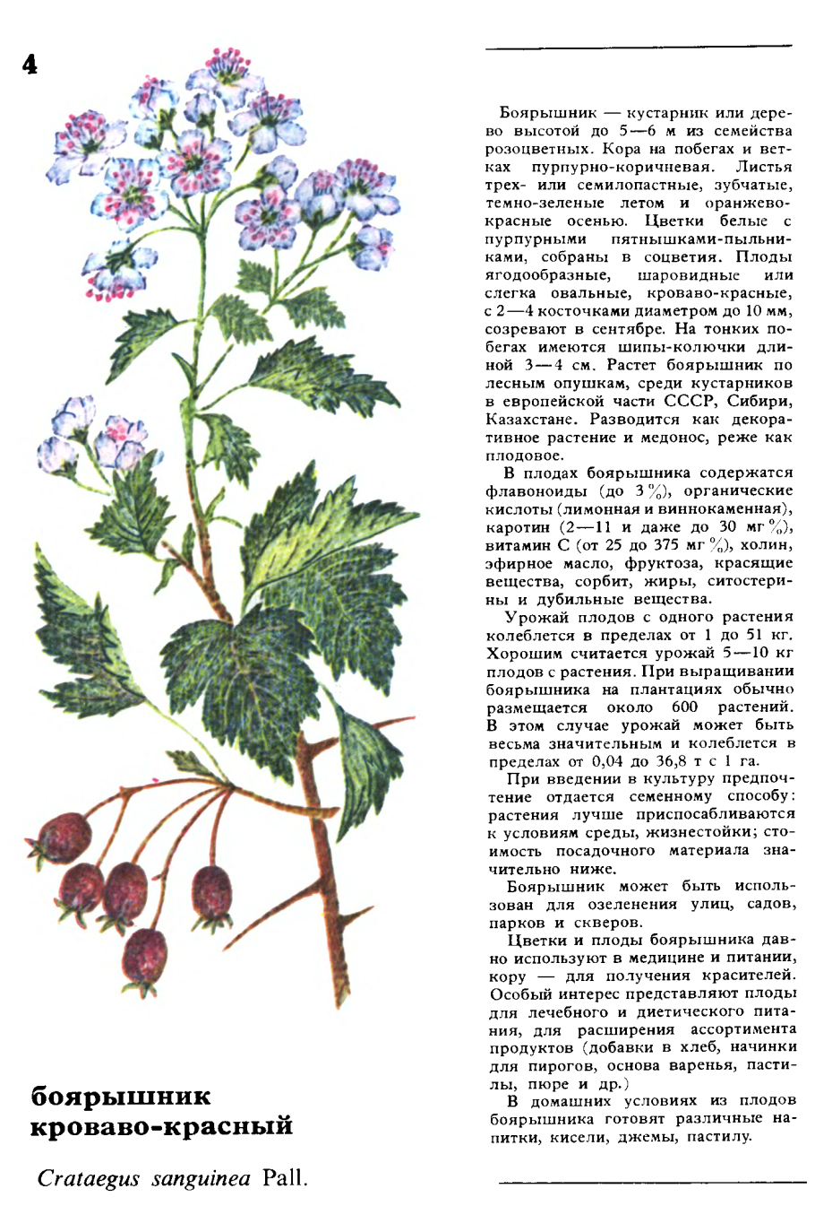Съедобные растения заповедника Вишерский