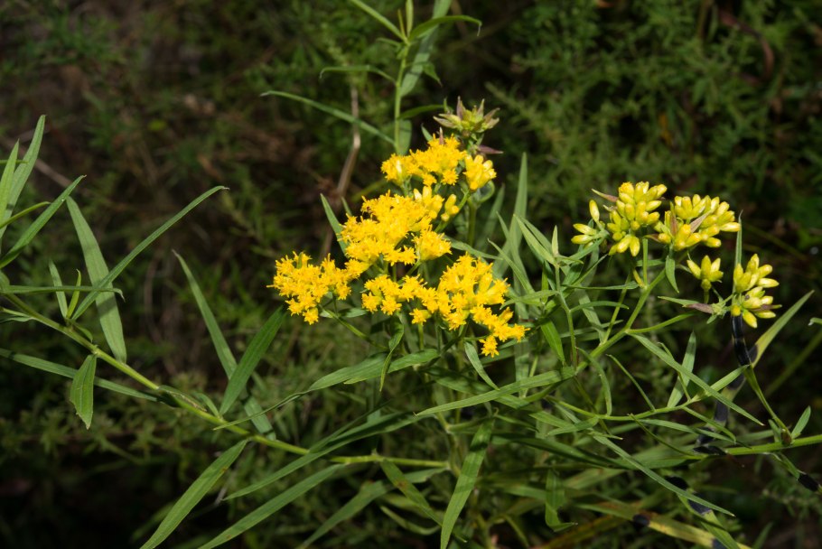 Лапчатка белая трава