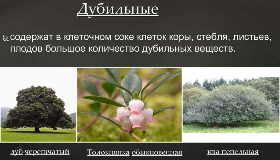 Смородина красная алая Зорька