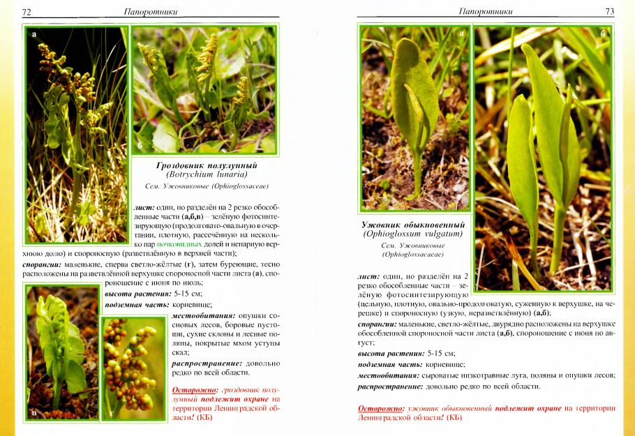 Полезные растения для кроликов