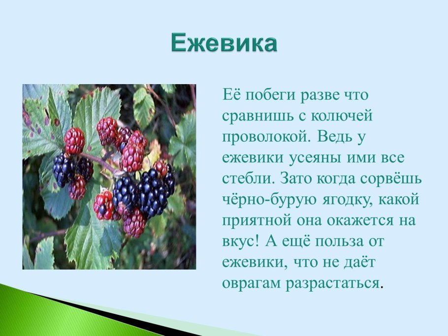 Клевер лекарственное растение