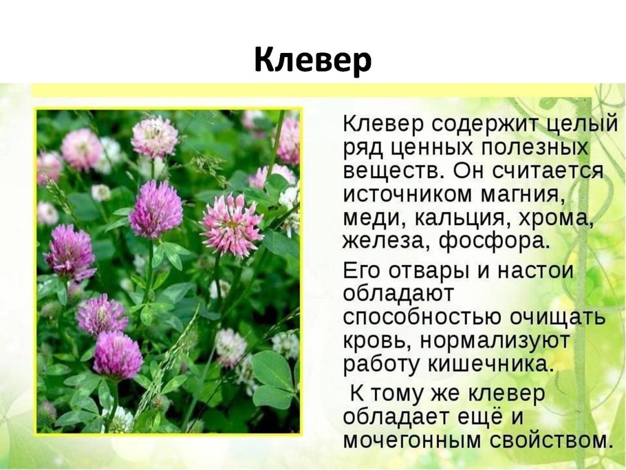 Лекарственные растения Ромашка