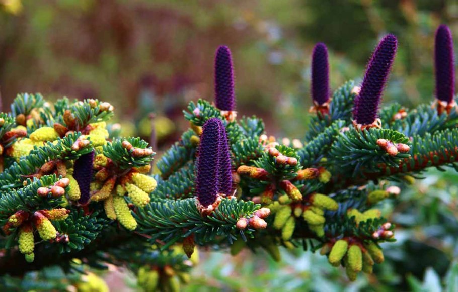 Пихта Сибирская Abies sibirica