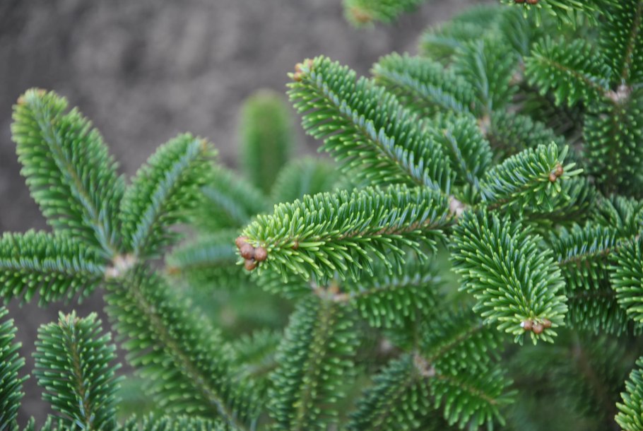 Ель Abies Koreana