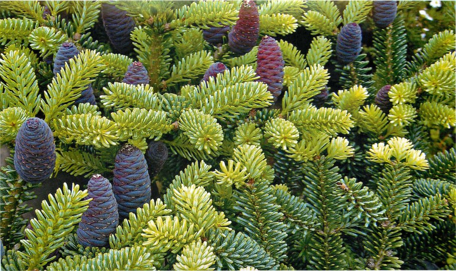 Abies Koreana Fliegende Untertasse пихта