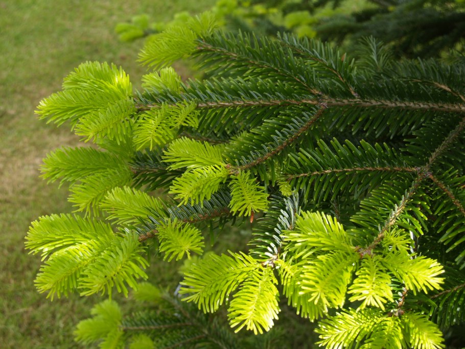 Пихта Сибирская Abies sibirica Ledeb.
