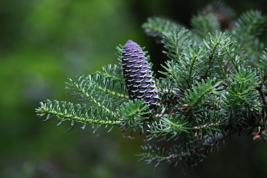 Пихта Сахалинская Abies sachalinensis