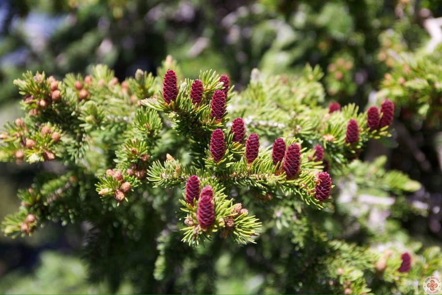 Пихта Абиес