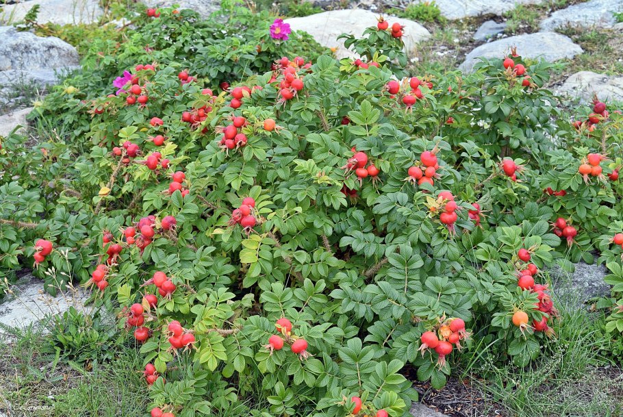 Шиповник куст