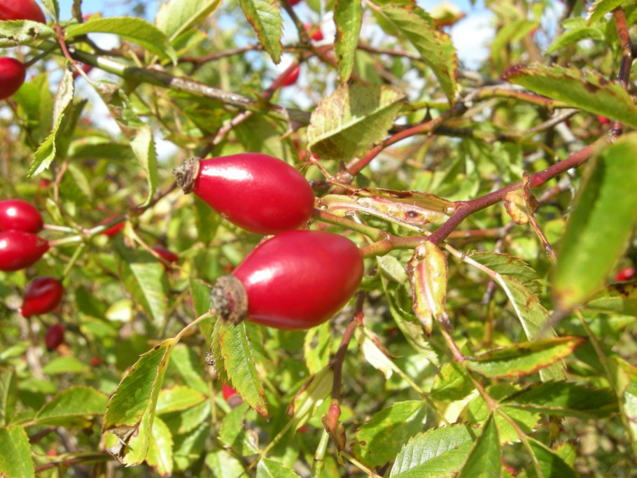 Шиповник цветет куст