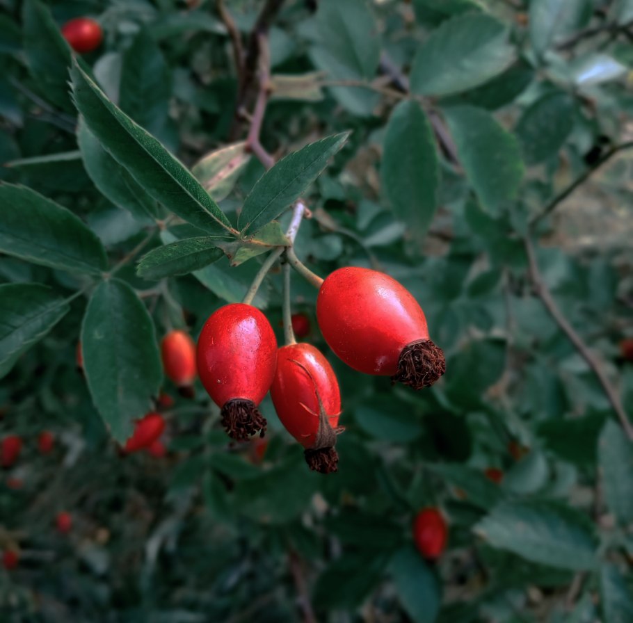 Шиповник длинноплодный