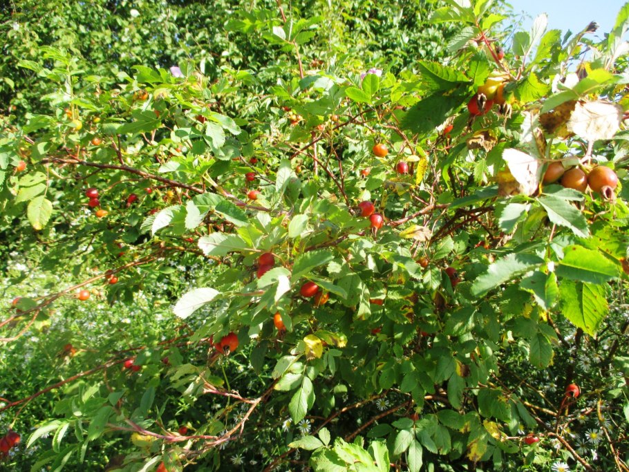 Шиповник куст