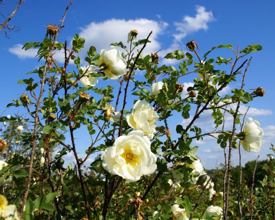 Шиповник цветет куст