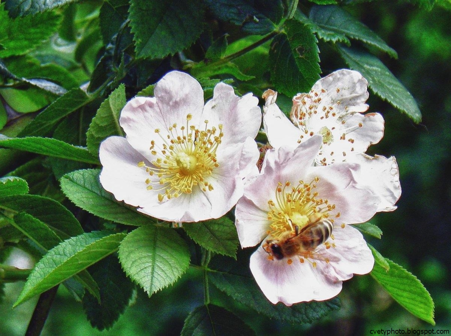 Шиповник Дальневосточный