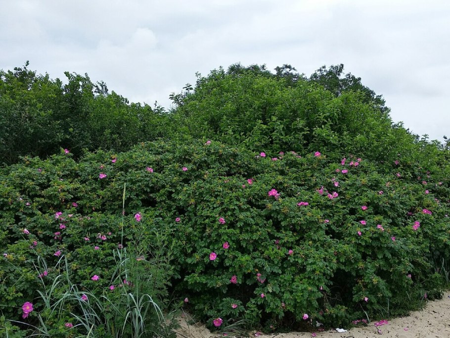 Роза Даурская шиповник Даурский