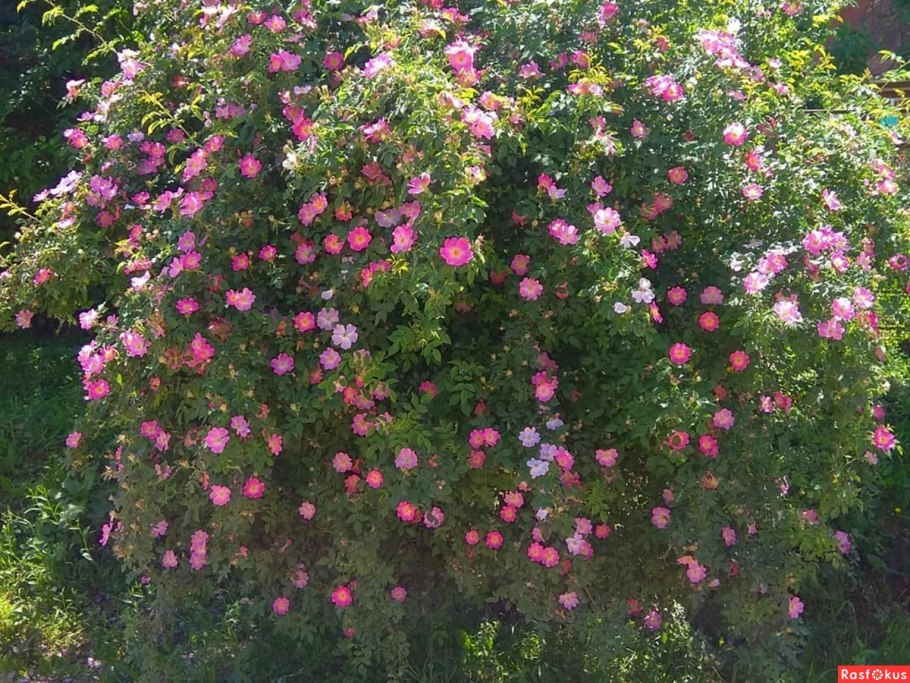 Дикая роза шиповник куст