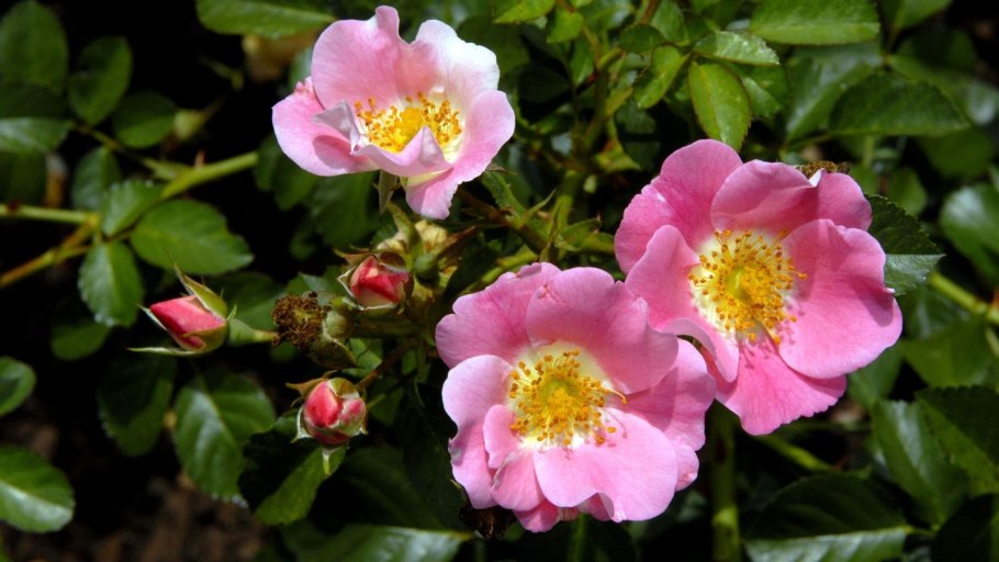 Шиповник Майский (Rosa Majalis)