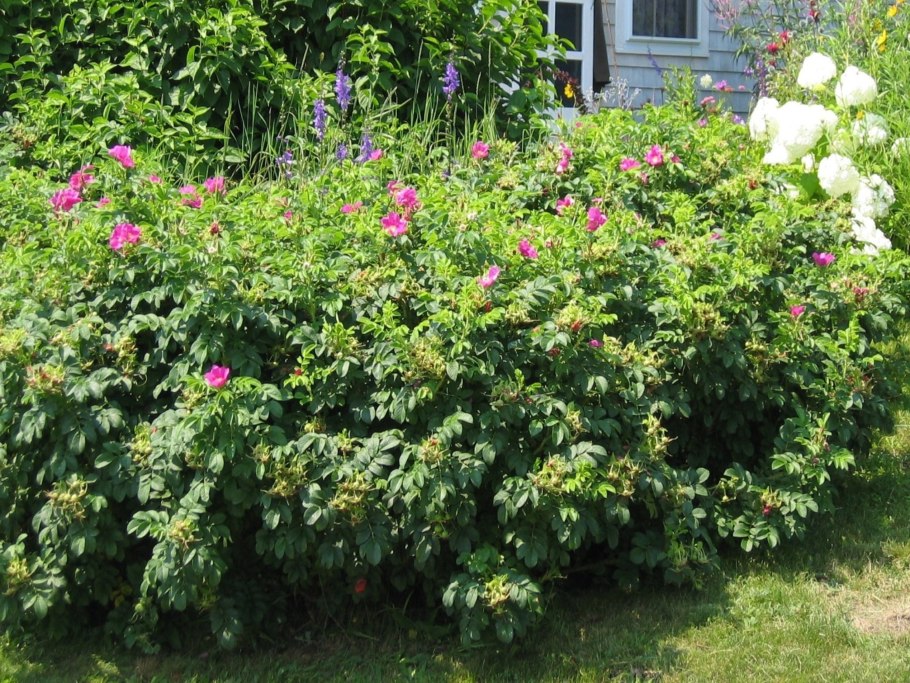 Шиповник бесшипный ВНИВИ