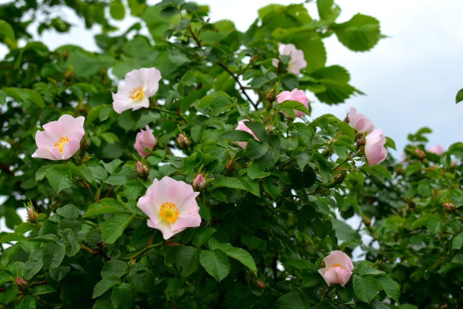 Ягоды Сибирского шиповника