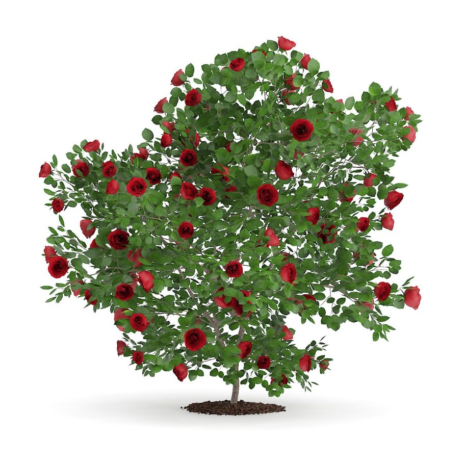 Желтый шиповник Капуцинская роза