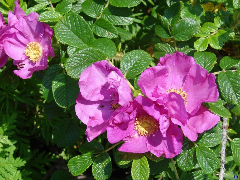 Дикая роза шиповник куст