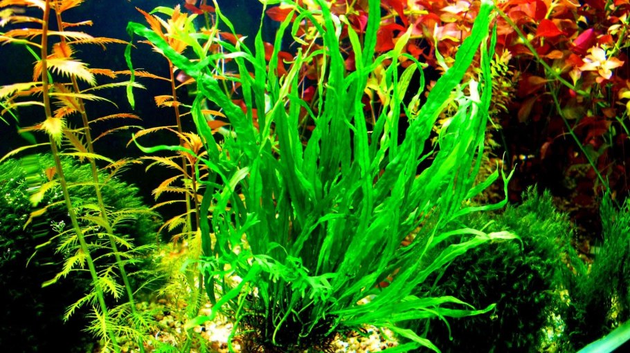 Папоротник таиландский узколистный