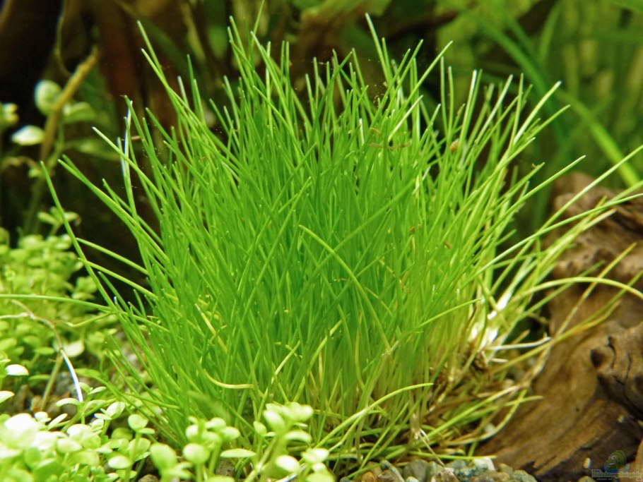 Таиландский папоротник Микрозориум