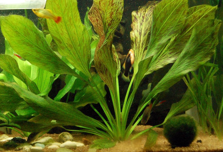 Эхинодорус красный Рубин