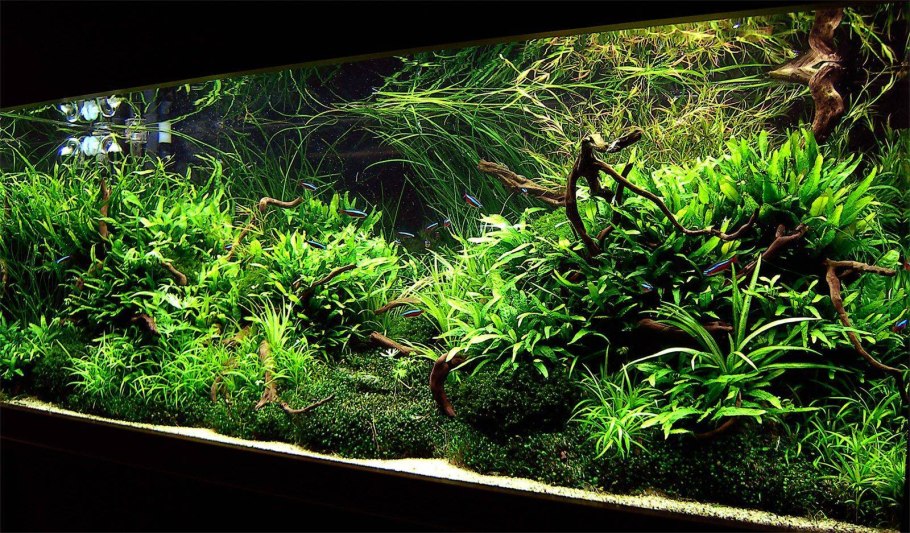 Валлиснерия аквариумное