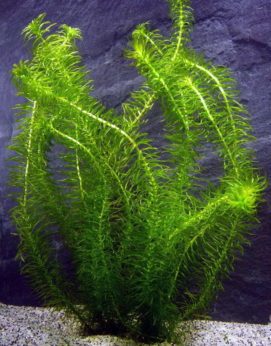 Гигрофила многосеменная (Hygrophila polysperma)
